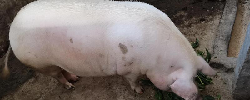 母猪什么时候驱虫，一般在3月份、7月份、11月份进行