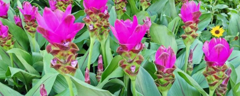 姜荷花冬天会不会死，冬天会死