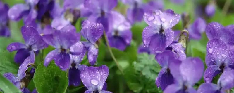 紫罗兰的花语，不同颜色的花语不同