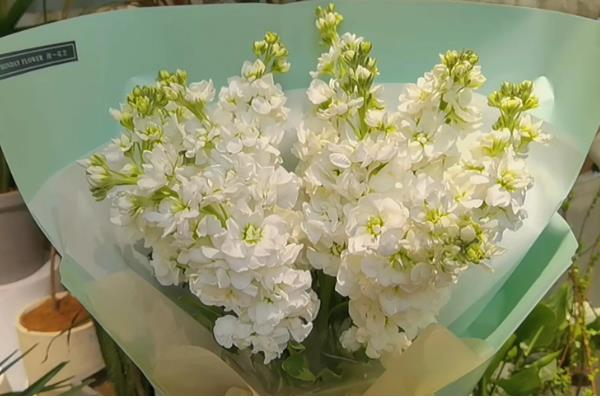 紫罗兰的花语，不同颜色的花语不同