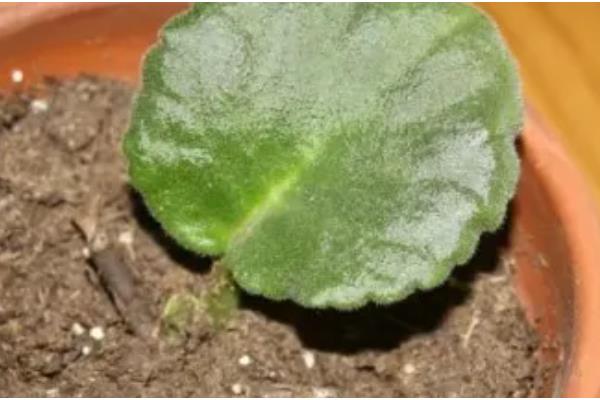 紫罗兰的花语，不同颜色的花语不同