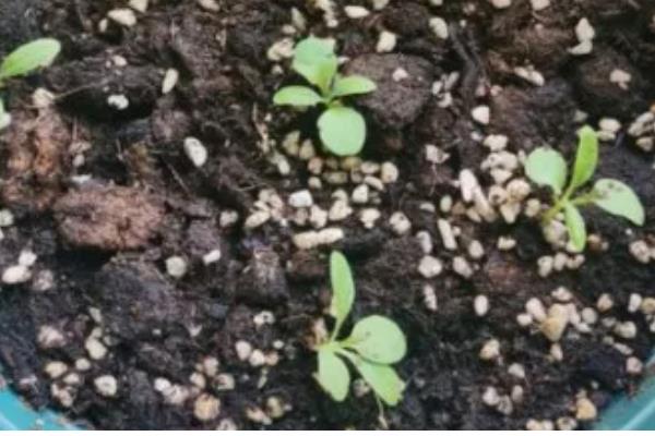 紫罗兰的花语，不同颜色的花语不同