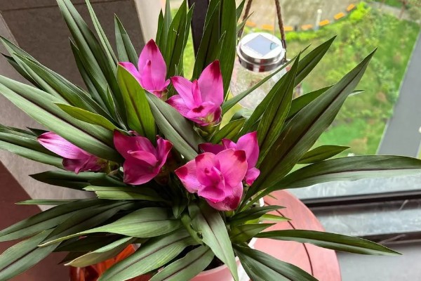 姜荷花冬天会不会死，冬天会死