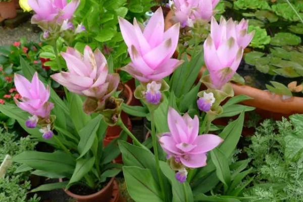 姜荷花冬天会不会死，冬天会死