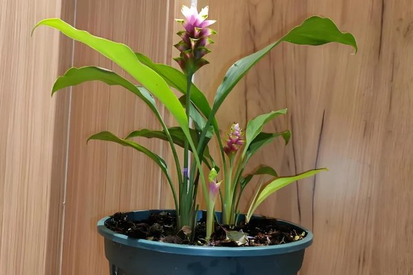 姜荷花冬天会不会死，冬天会死