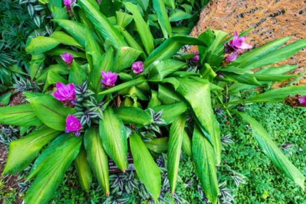 姜荷花冬天会不会死，冬天会死