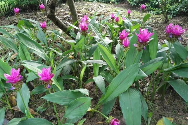 姜荷花冬天会不会死，冬天会死