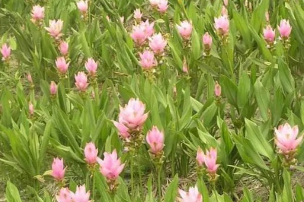 姜荷花冬天会不会死，冬天会死