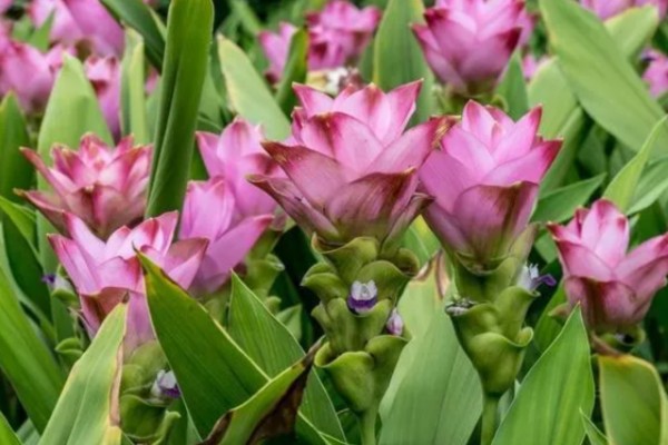 姜荷花冬天会不会死，冬天会死