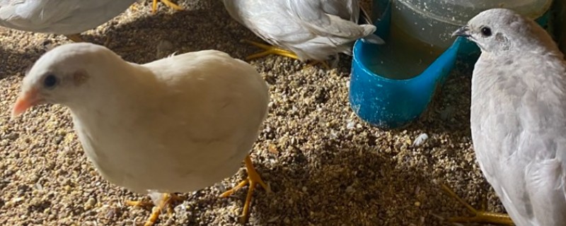 纯白芦丁鸡公母区分方法，公鸡体型大叫声悦耳、母鸡体型小声音微弱