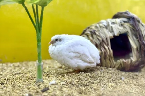 纯白芦丁鸡公母区分方法,公鸡体型大叫声悦耳、母鸡体型小声音微弱