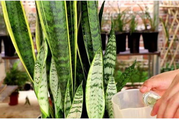 虎皮兰刚栽完要不要浇水，是需要浇水的