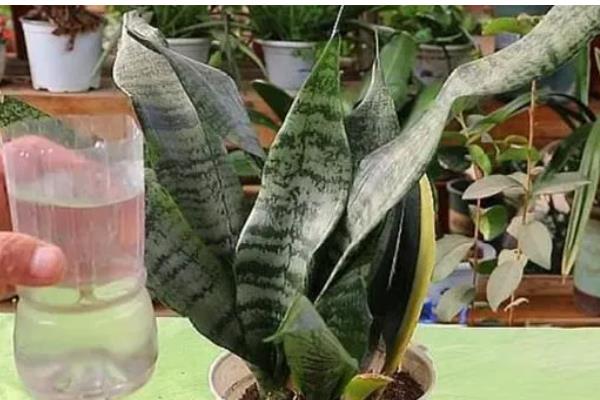 虎皮兰刚栽完要不要浇水，是需要浇水的