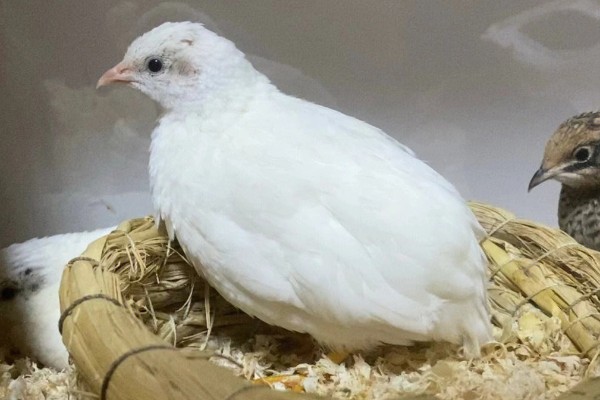 纯白芦丁鸡公母区分方法,公鸡体型大叫声悦耳、母鸡体型小声音微弱