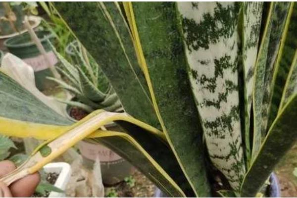 虎皮兰刚栽完要不要浇水，是需要浇水的