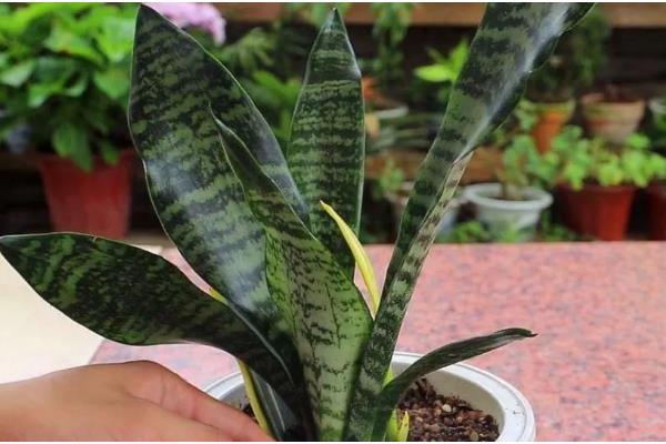 虎皮兰刚栽完要不要浇水，是需要浇水的