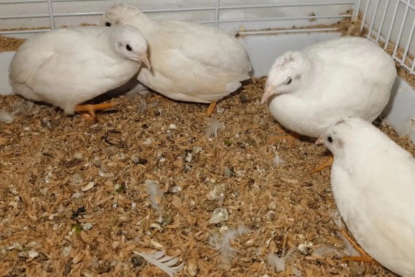 纯白芦丁鸡公母区分方法,公鸡体型大叫声悦耳、母鸡体型小声音微弱