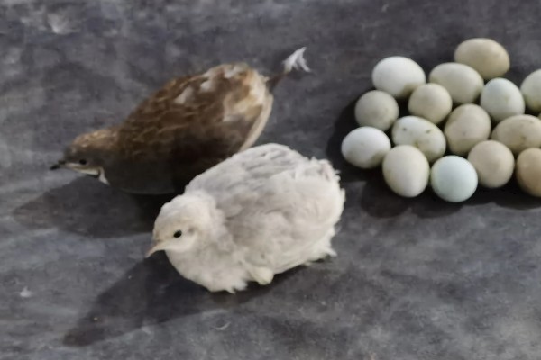 纯白芦丁鸡公母区分方法,公鸡体型大叫声悦耳、母鸡体型小声音微弱