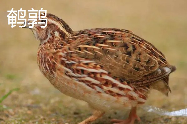 纯白芦丁鸡公母区分方法,公鸡体型大叫声悦耳、母鸡体型小声音微弱