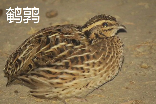 纯白芦丁鸡公母区分方法,公鸡体型大叫声悦耳、母鸡体型小声音微弱