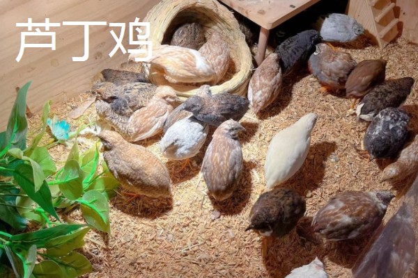 纯白芦丁鸡公母区分方法,公鸡体型大叫声悦耳、母鸡体型小声音微弱