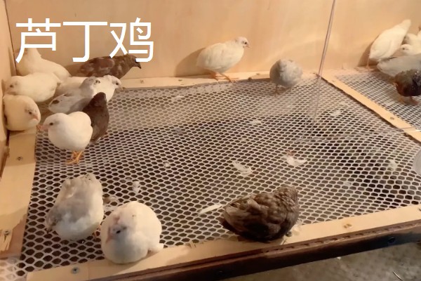 纯白芦丁鸡公母区分方法,公鸡体型大叫声悦耳、母鸡体型小声音微弱