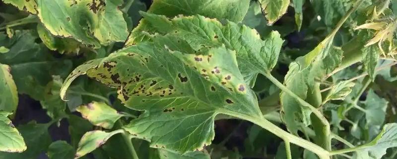 西红柿叶斑病如何防治，感病前可用百菌清