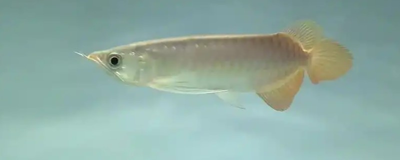 金龙鱼不喂会饿死吗，短时间不喂食是不会死的