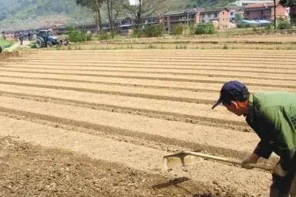 西红柿叶斑病如何防治，感病前可用百菌清