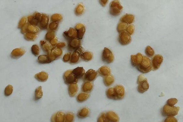 西红柿叶斑病如何防治，感病前可用百菌清