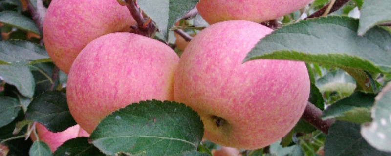 山东五莲县的特产，五莲苹果远销俄罗斯