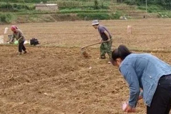 西红柿叶斑病如何防治，感病前可用百菌清