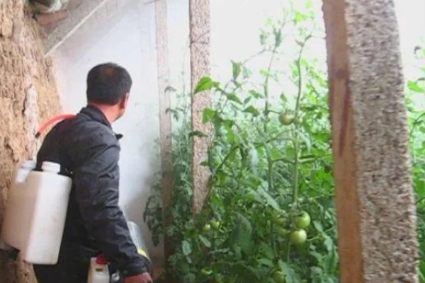 西红柿叶斑病如何防治，感病前可用百菌清