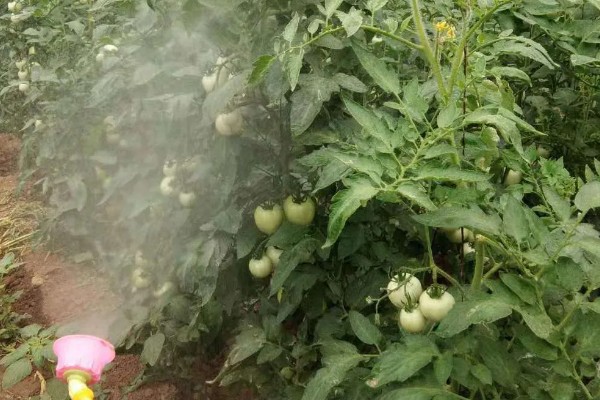 西红柿叶斑病如何防治，感病前可用百菌清