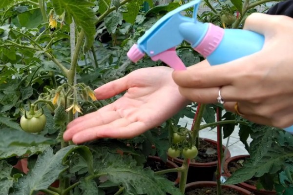 西红柿叶斑病如何防治，感病前可用百菌清