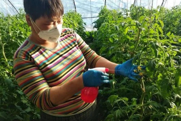 西红柿叶斑病如何防治，感病前可用百菌清