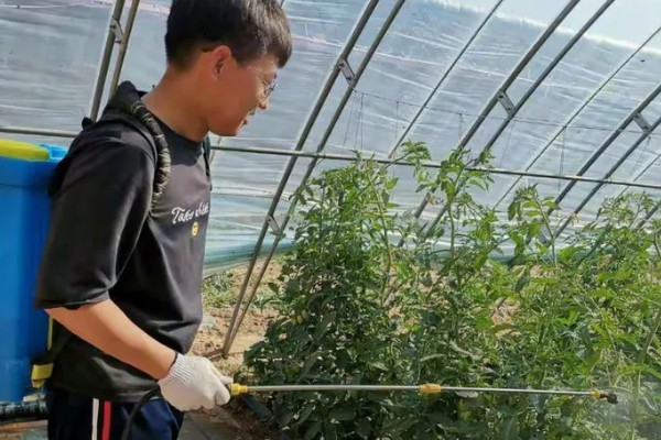 西红柿叶斑病如何防治，感病前可用百菌清