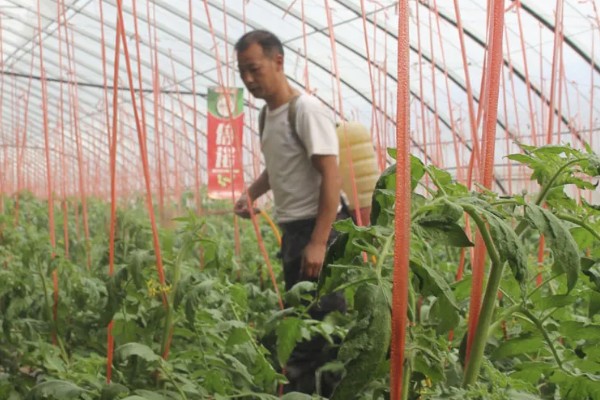 西红柿叶斑病如何防治，感病前可用百菌清