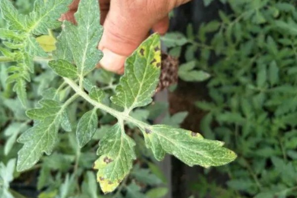 西红柿叶斑病如何防治，感病前可用百菌清