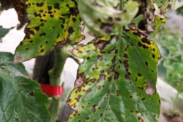 西红柿叶斑病如何防治，感病前可用百菌清