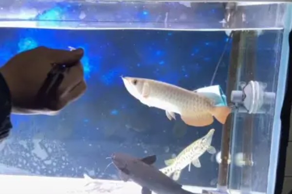 金龙鱼不喂会饿死吗,短时间不喂食是不会死的