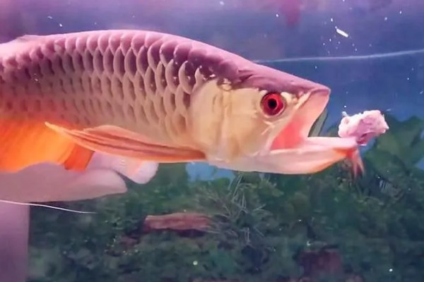 金龙鱼不喂会饿死吗,短时间不喂食是不会死的