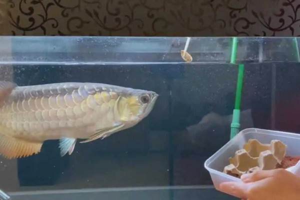 金龙鱼不喂会饿死吗,短时间不喂食是不会死的