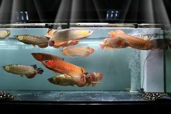 金龙鱼不喂会饿死吗,短时间不喂食是不会死的