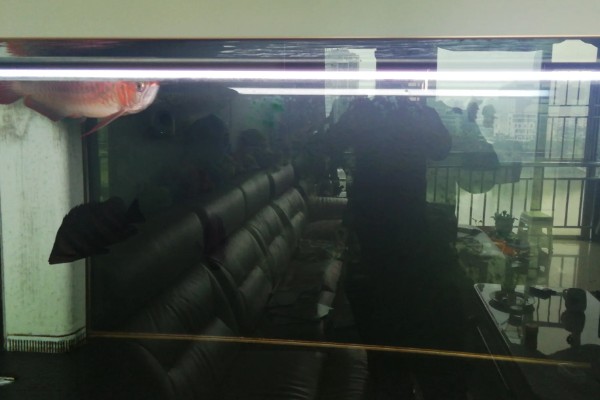 金龙鱼不喂会饿死吗,短时间不喂食是不会死的