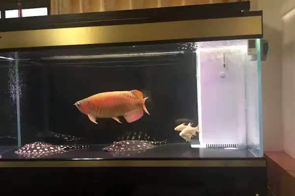 金龙鱼不喂会饿死吗,短时间不喂食是不会死的