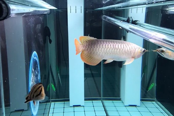 金龙鱼不喂会饿死吗,短时间不喂食是不会死的