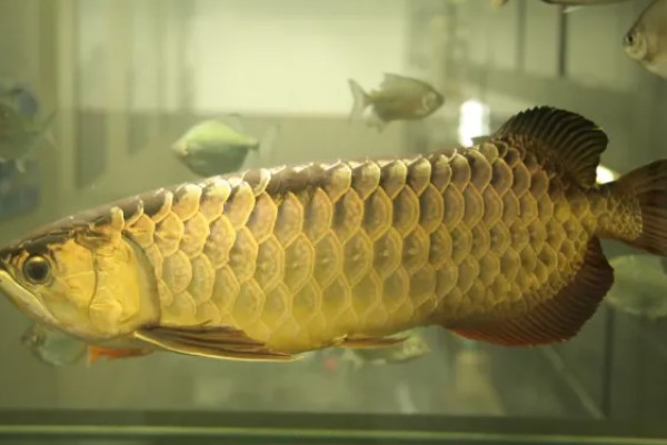 金龙鱼不喂会饿死吗,短时间不喂食是不会死的