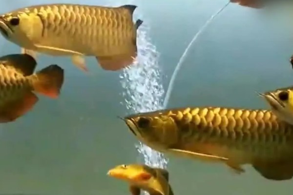 金龙鱼不喂会饿死吗,短时间不喂食是不会死的