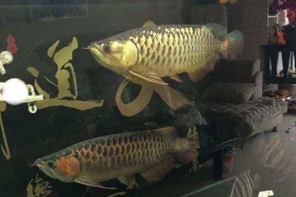 金龙鱼不喂会饿死吗,短时间不喂食是不会死的